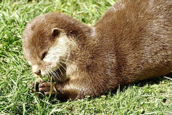 食べるコツメカワウソ